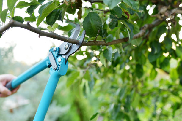 Professional Tree Service in Brielle, NJ